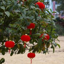 泰视 植绒小灯笼30只 节庆装饰挂件